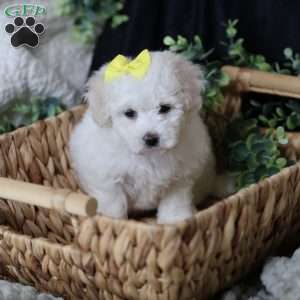 Gloria, Bichon Frise Puppy